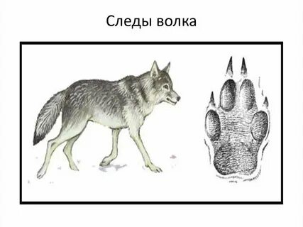 Начертите пищевую схему волка и зайца