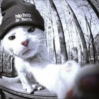 Тима котик