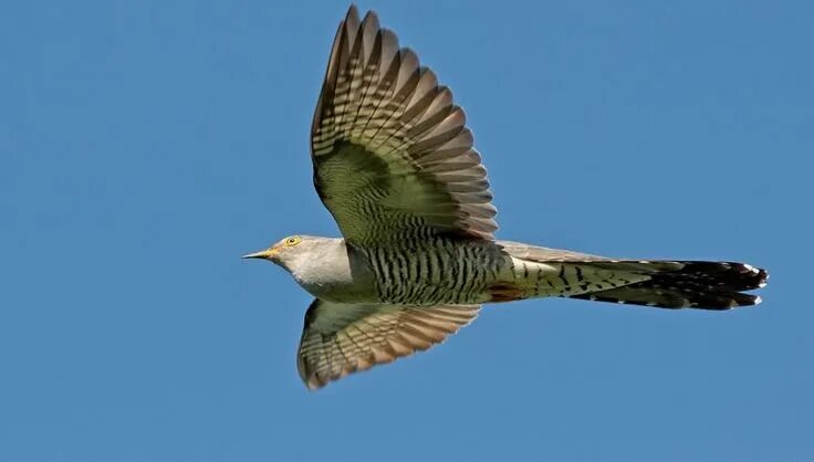 Файл:Kuckuck im Flug v. J. Schmidt.jpg - Википедия