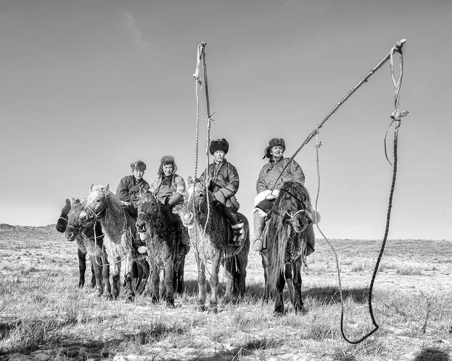 Каких животных использовали монголы. Монгольский конь. монгольская лошадь. монголы на конях. монгол на лошади.