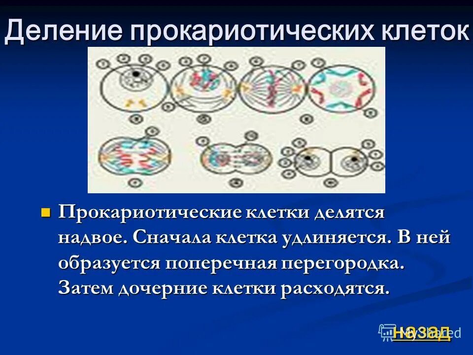 Деление клеток прокариот. Деление прокариотической клетки. Способы деления прокариотических клеток. Типы деления прокариотических клеток. Аппарат деления клетки