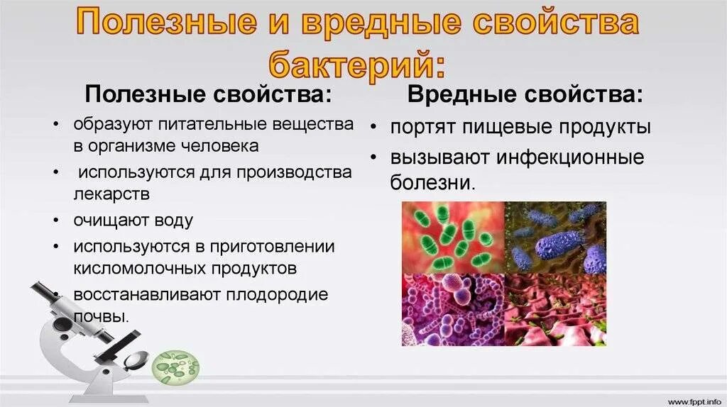 Полезные и вредные микроорганизмы. Сообщение о вредных и полезных бактериях. Какой вред бактерии наносят человеку. Вредные бактерии. Какой вред бактерии наносят человеку.