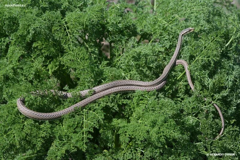 Змея стрела. Psammophis lineolatus. Змея стрела Кавказская. Пустынная змея стрела. Гадюка стрела.