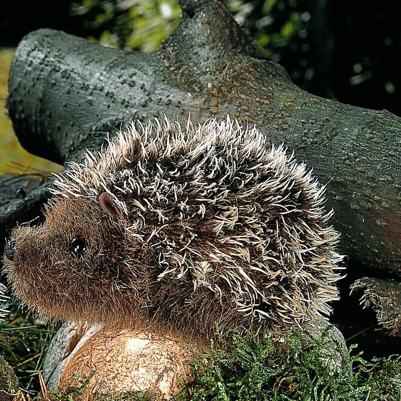 Ежик на немецком. Ежик на немецком. Еж на немецком. Ежик на немецком. Тревожный ежик.