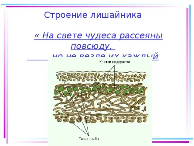 Схема строения лишайника. Внутреннее строение лишайника. Внешнее строение лишайников. Грибы и лишайники строение клетки.