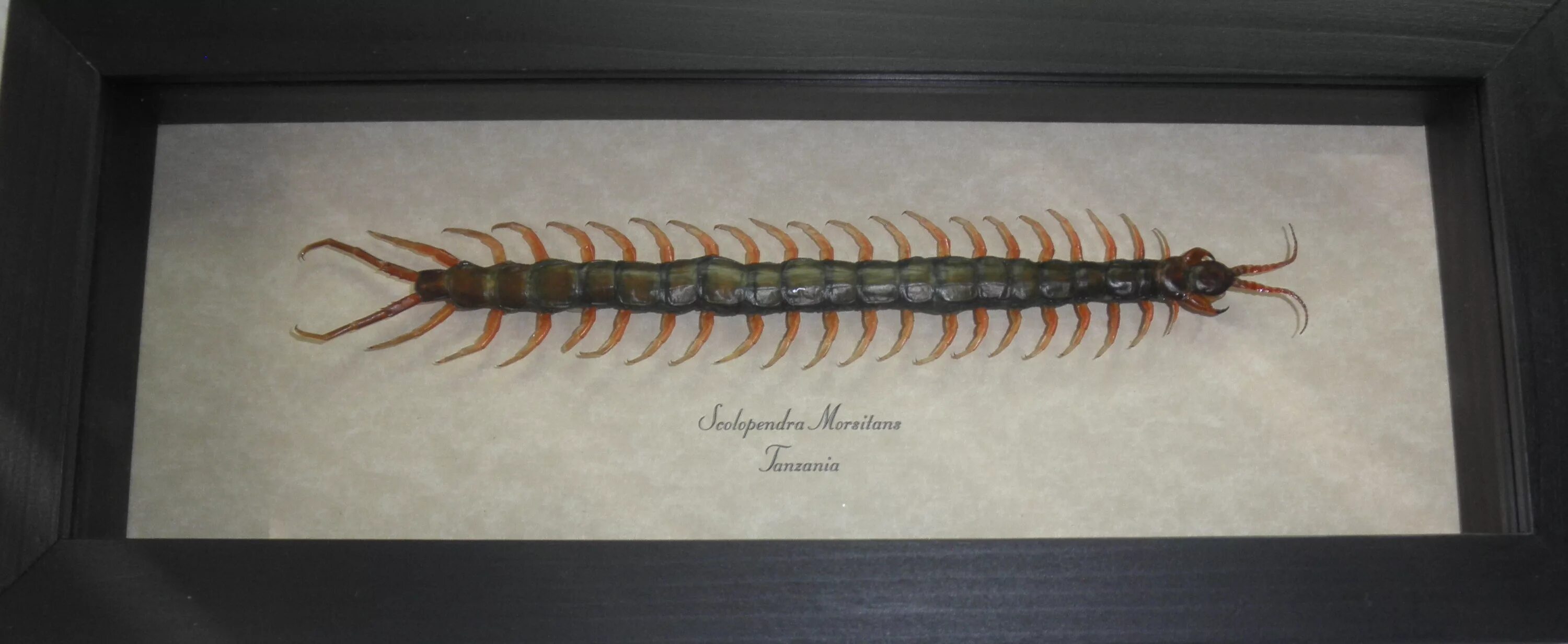 Мокрица сколопендра. Сороконожка разбор. Сороконожка разбор. Сороконожка сколопендра. Предохранительный блок hоwо сороконожка.