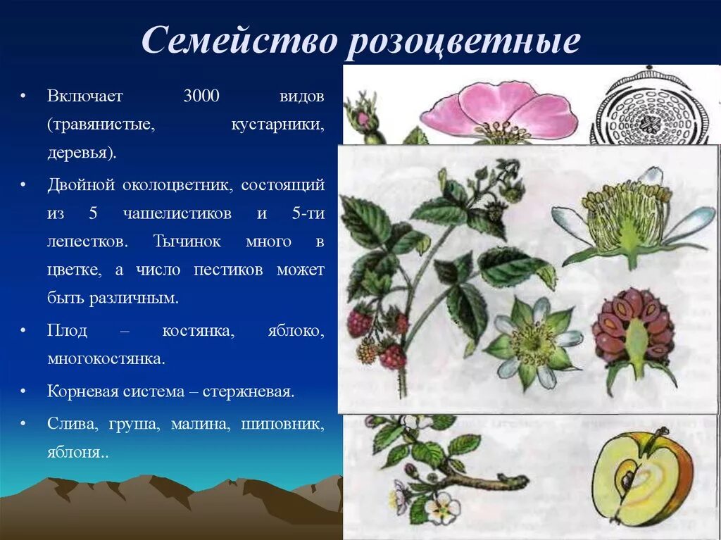 Двудольные семейство Розоцветные. Двудольные Розоцветные представители. Многокостянка Розоцветные. Семейства покрытосеменных растений Розоцветные.