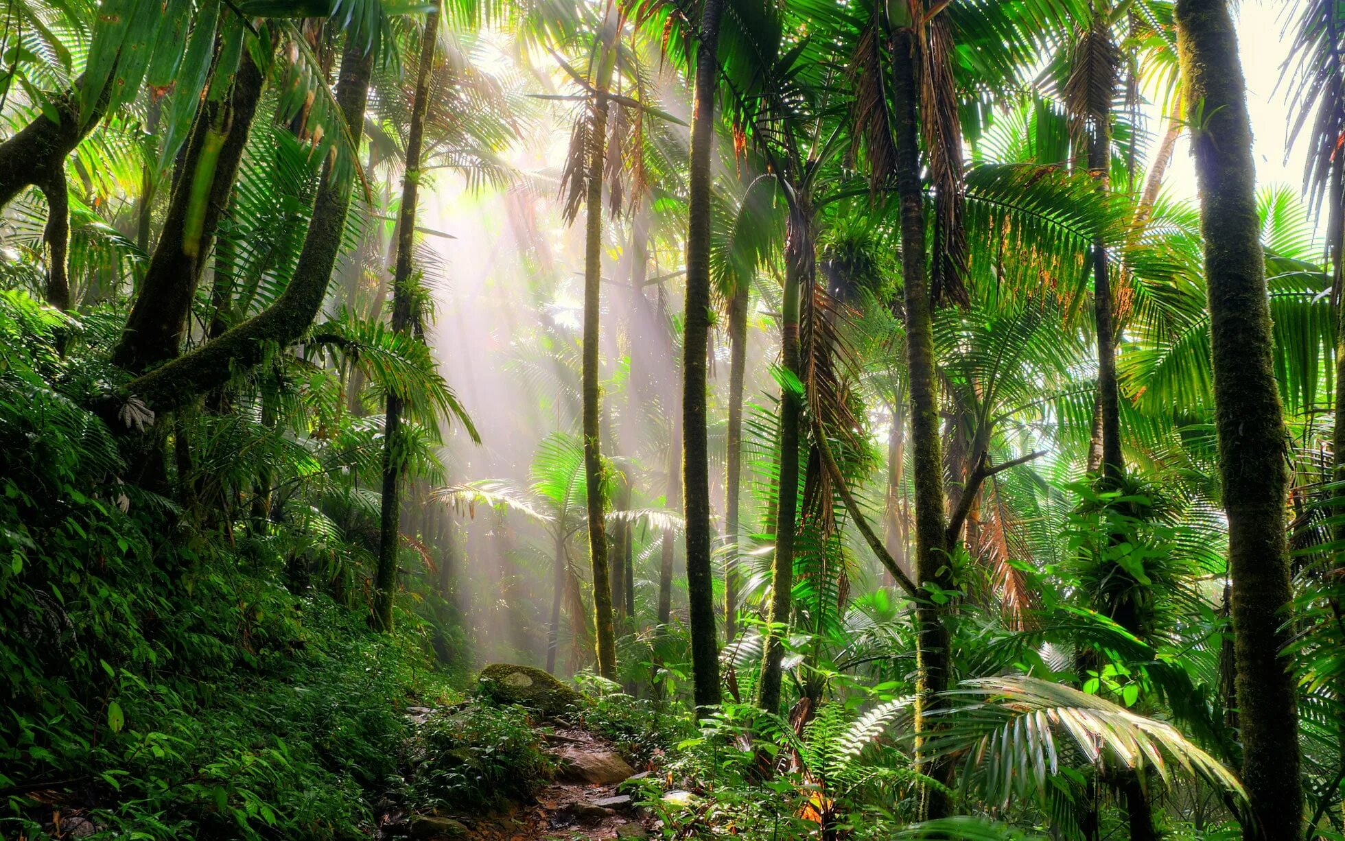Jungle downloads