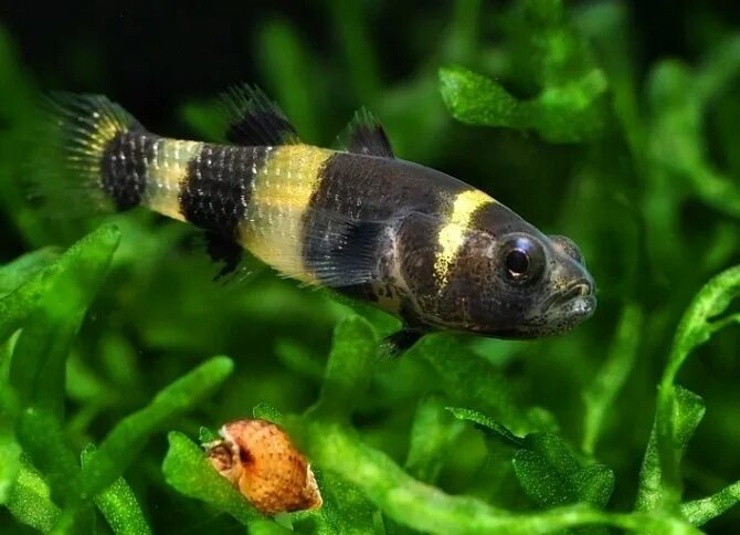 аквариумные рыбки пчелки. брахигобиус бычок пчелка. аквариумные рыбки пчелки. брахигобиус аквариумная рыбка. Brachygobius xanthomelas.