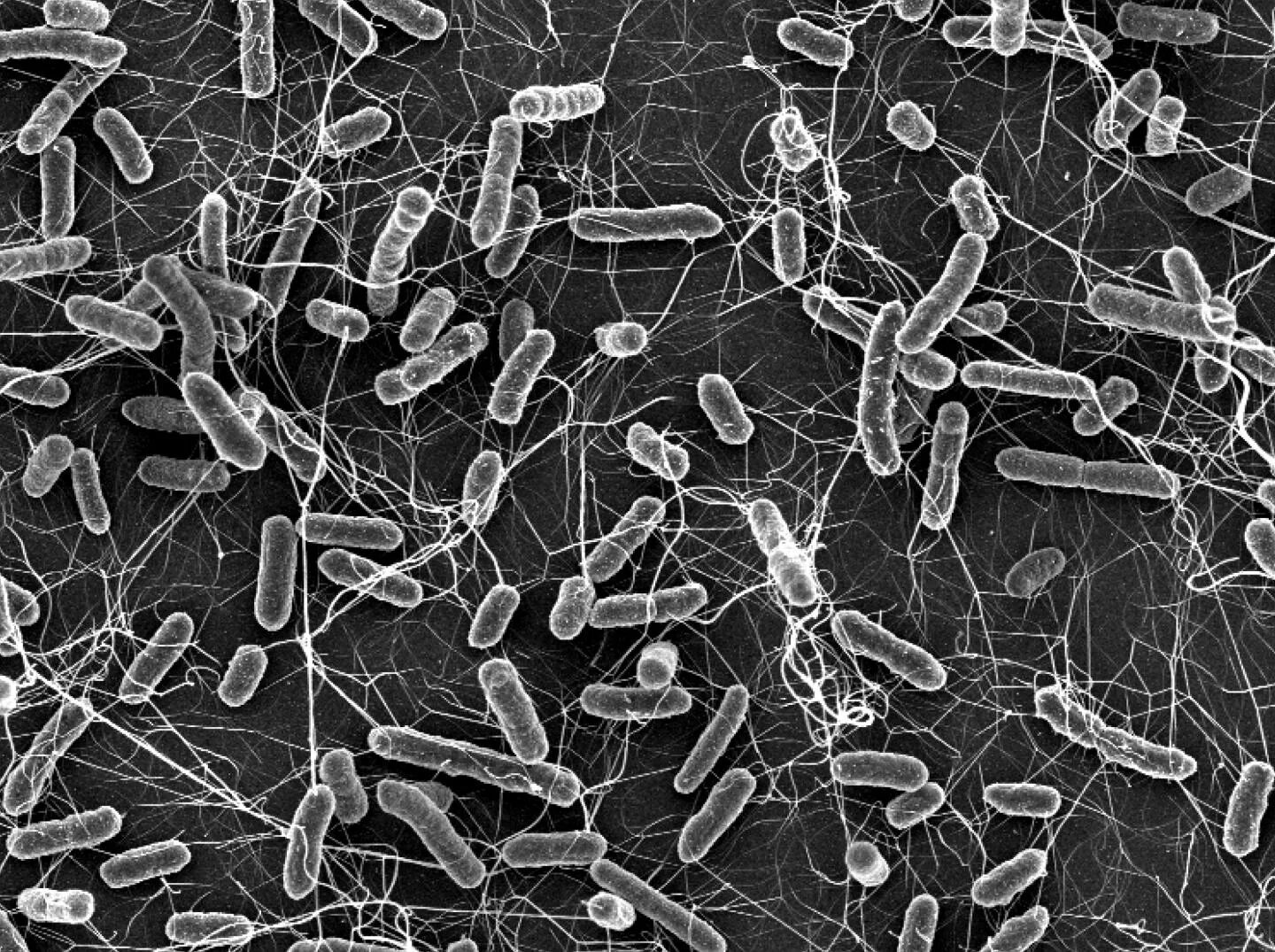 Бактерия сальмонелла. Salmonella микробиология. Бактерии рода сальмонелла.