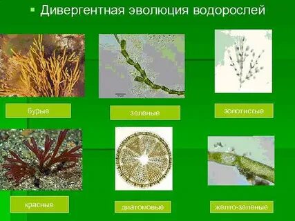 Эволюция растений водоросли