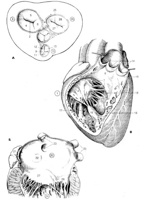 В правый желудочек сердца человека поступает. Клапаны сердца вид сверху. Правый желудочек сердца. Вскрытый правый желудочек. Правый желудочек анатомия.