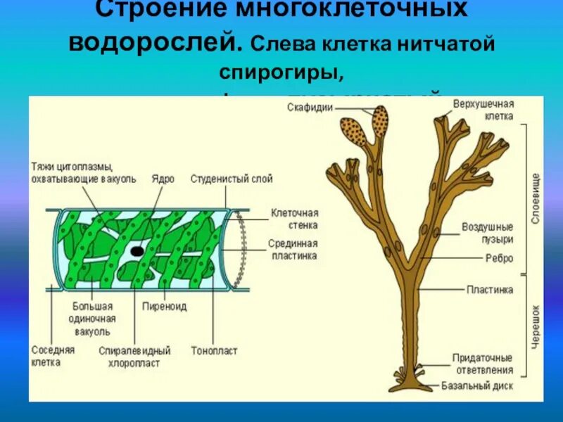 Изучение многоклеточных водорослей. Строение многоклеточных зеленых водорослей 5 класс. строение многоклеточных водорослей 6 класс. многоклеточные водоросли строение клетки. строение многоклеточных бурых водорослей.