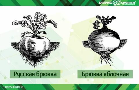 Кабан брюква большевистская ул 2 отзывы