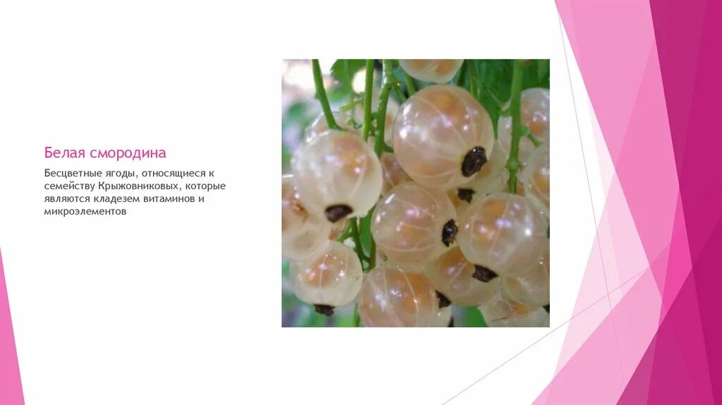 Смородина витамины и микроэлементы. Содержание витамина с в черной смородине на 100 грамм. Черная смородина витамины и микроэлементы. Лист смородины лечебные свойства чёрной смородины. Чернаясмород на, витамины.