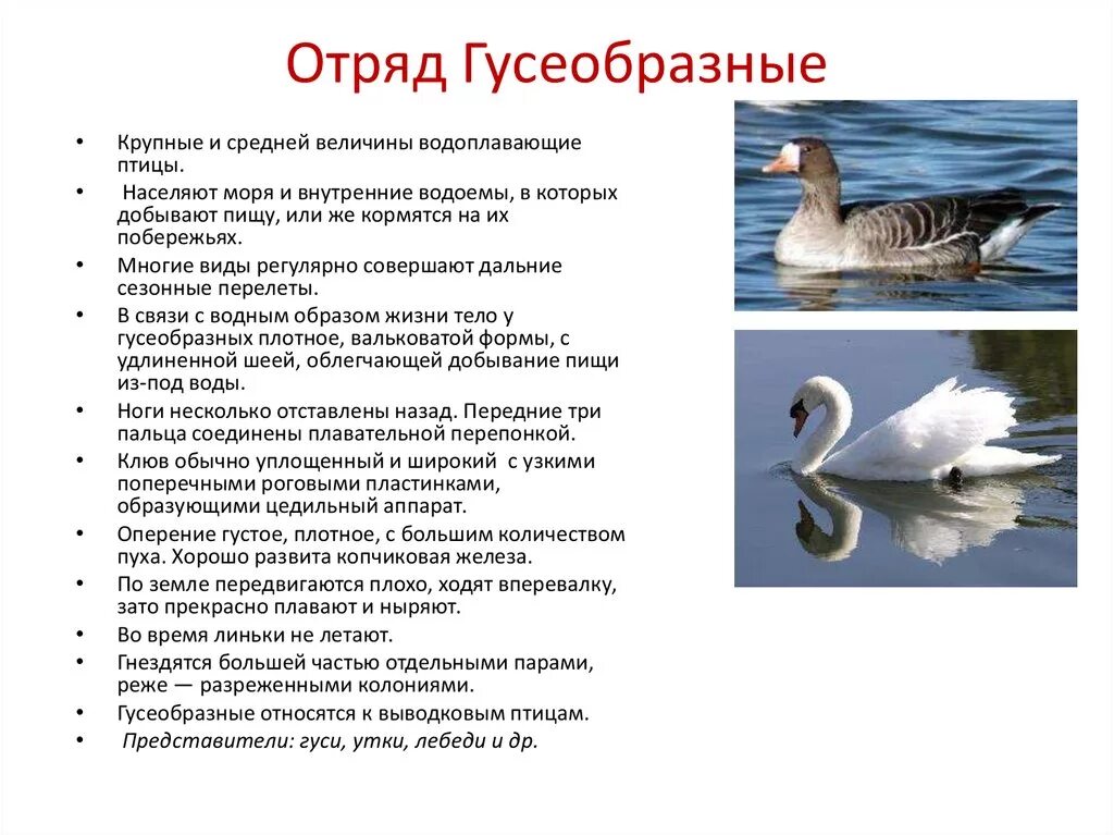 Что общего в организации птиц. Характеристика отряда Гусеобразные кратко. Описание отряда Гусеобразные. Отряд Гусеобразные краткое описание. Характеристика отряда Гусеобразные 7 класс.