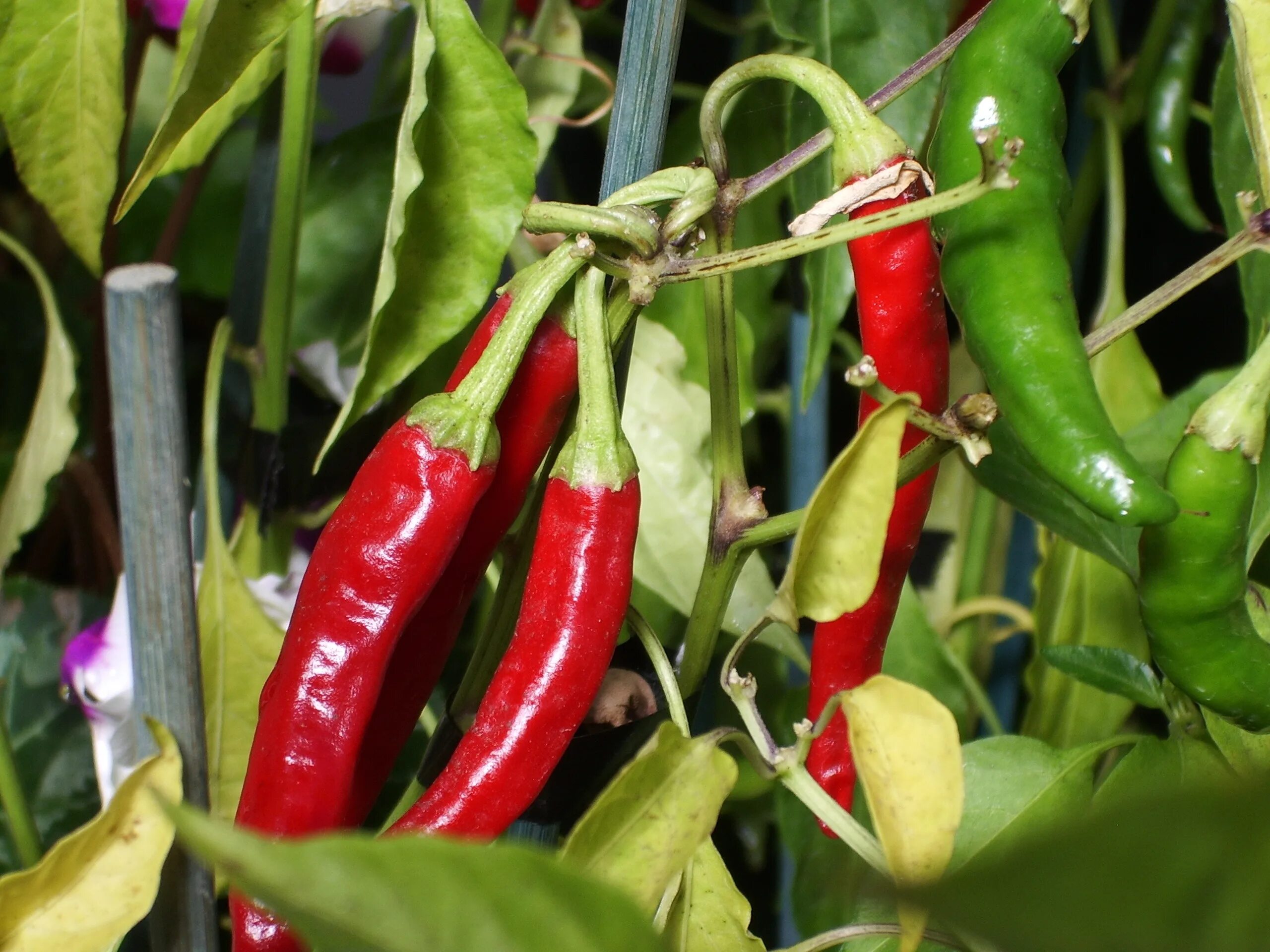 Cayenne Pepper Seeds Long Thin Hot Chili Peppers 30 Seeds // Etsy Pepper seeds, 
