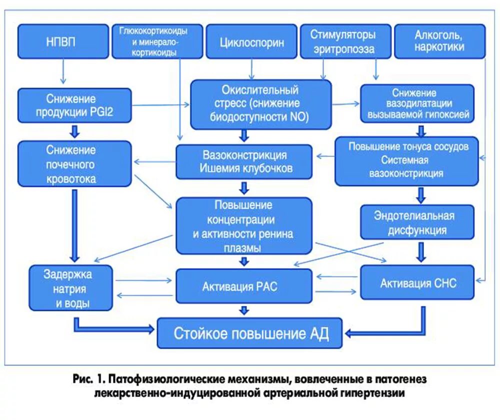 Развитие гипертензии. Патогенез развития синдрома почечной артериальной гипертензии. механизм развития почечной гипертензии. патогенез артериальной гипертензии при заболеваниях почек. патогенез гипертонической болезни почечной.