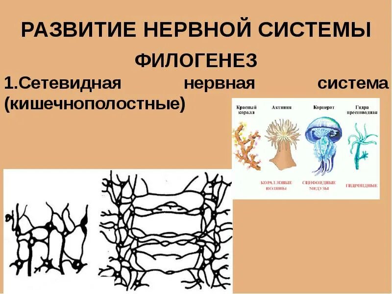 Филогенез нервной. Сетевидная нервная система. Формирование нервной системы. Эволюция нервной системы. Сетевидная нервная система картинки.