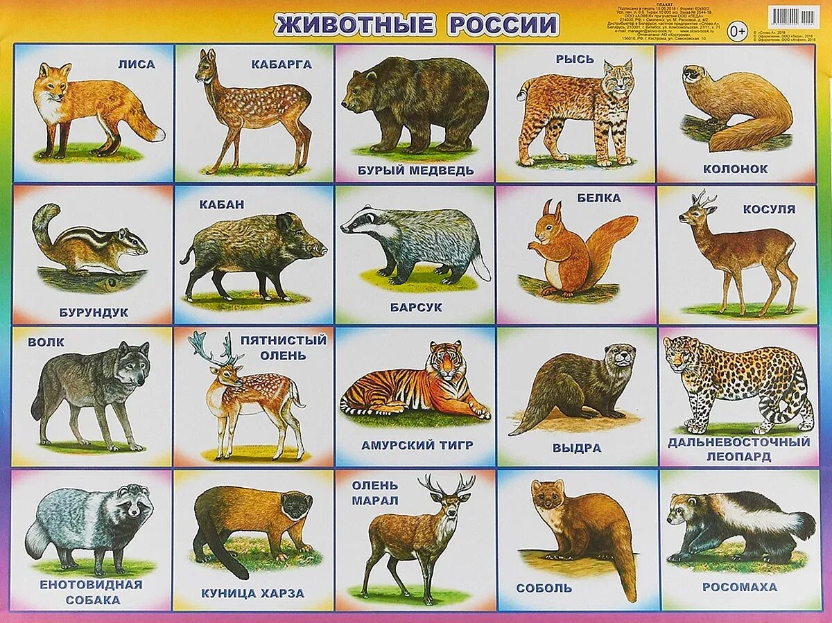Животные России для детей. Плакат. Животные. Плакат. Животные России. Плакат "Дикие животные". Какие звери находятся