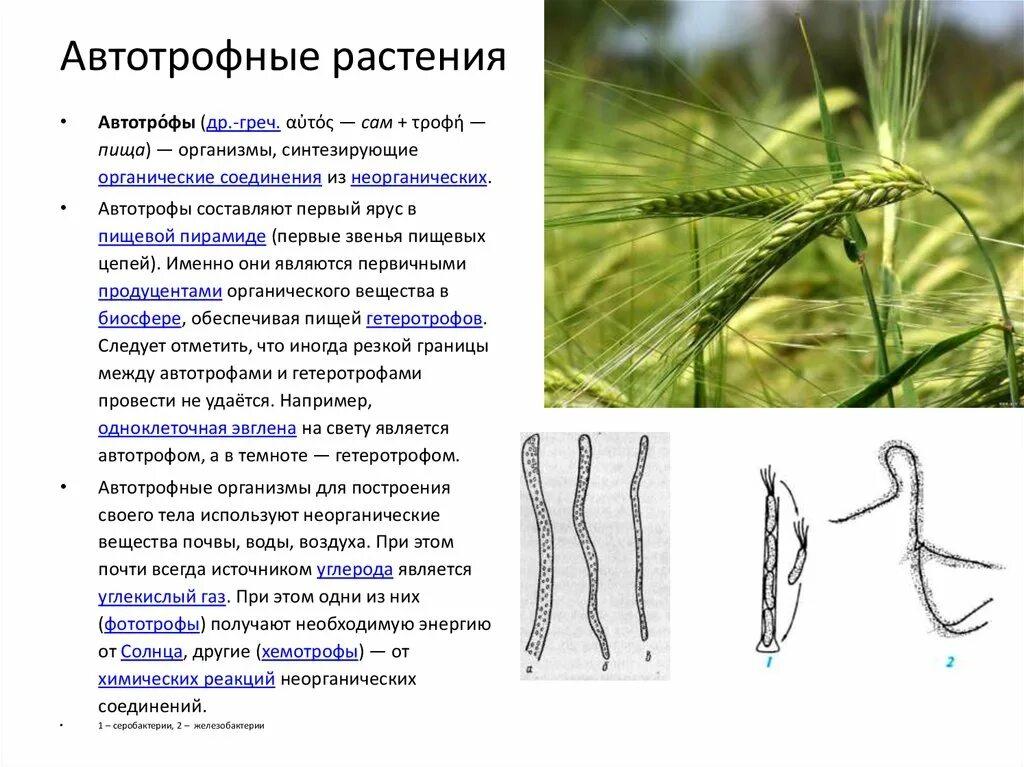 Автотрофные растения. Автотрофы. Растения автотрофные организмы. Автотрофы это организмы которые. Автотрофы что это