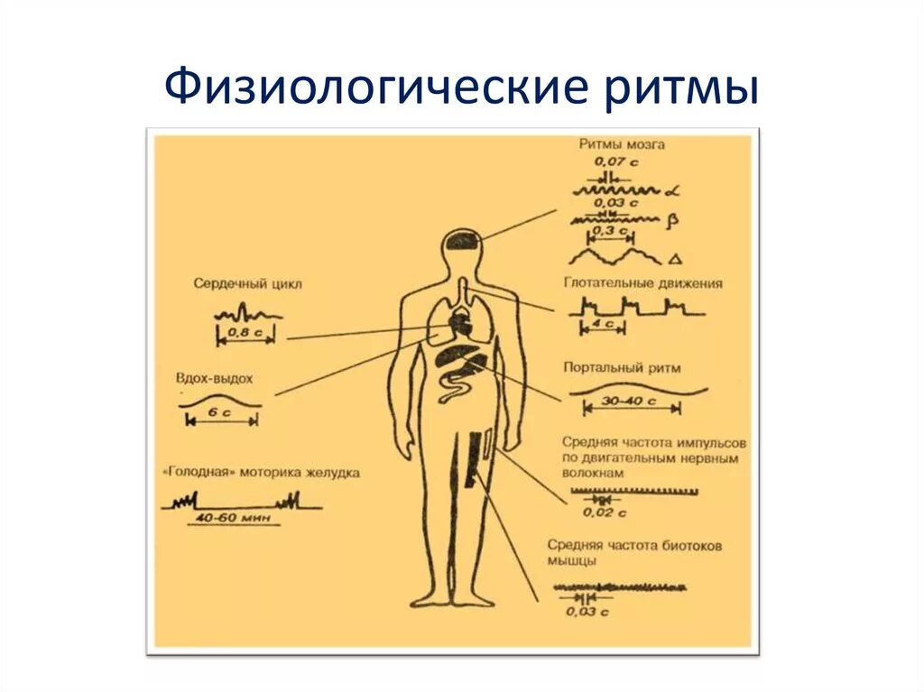 Проект на тему биоритмы человека Режим дня детей и подростков школьников