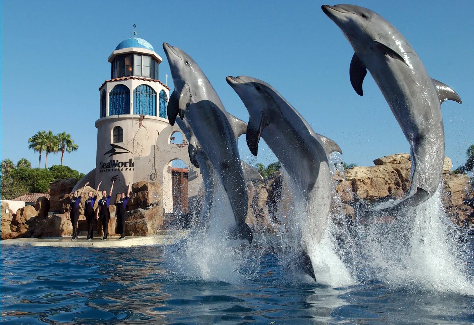 World san. SEAWORLD Сан Диего. Океанариум в Сан Диего. Тематический парк морской мир в Сан-Диего. Зоопарк Сан-Диего Дельфин.