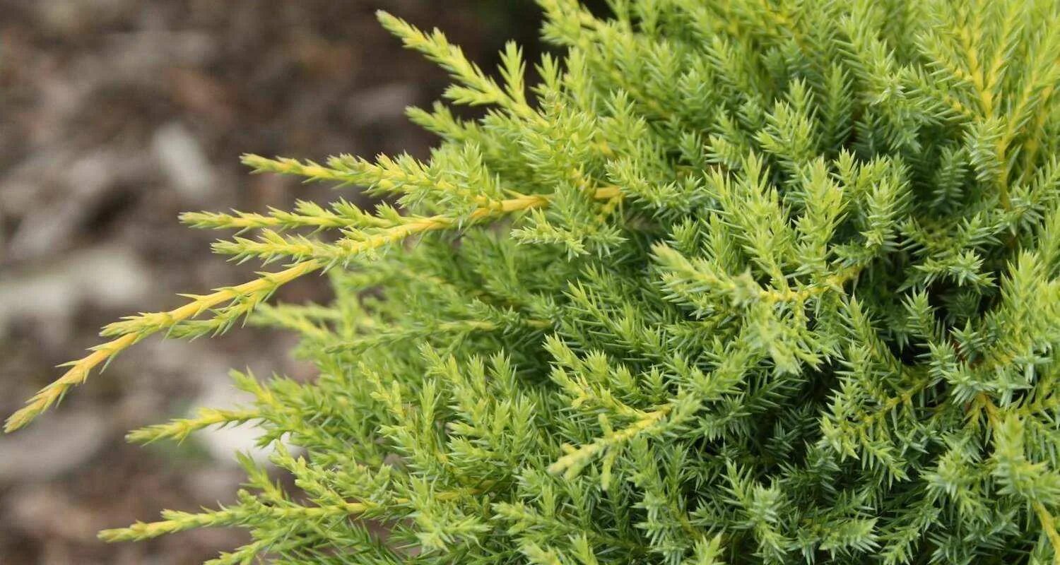 Juniperus media