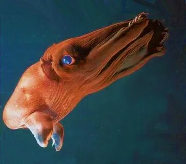 Vampire squid