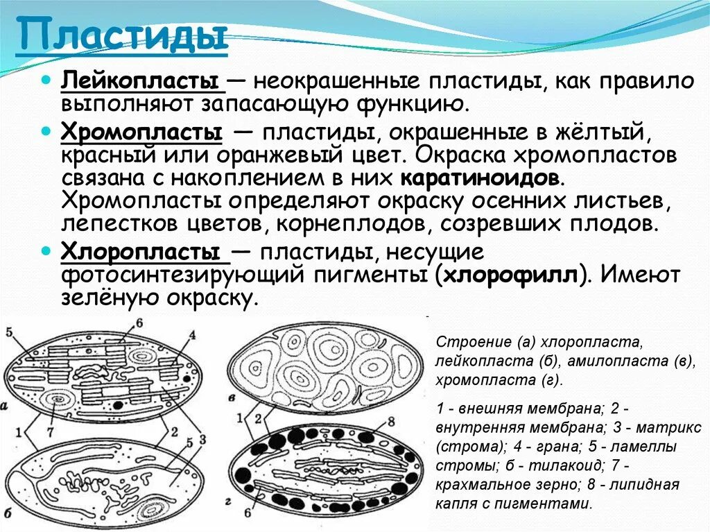 Клетки содержат пластиды растения или бактерии. Пластиды хлоропласты хромопласты лейкопласты строение. Строение хлоропласта лейкопласта и хромопласта. Пластиды хромопласты строение. Строение растительной клетки пластиды лейкопласты.