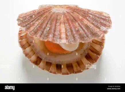 Гребешок белого моря