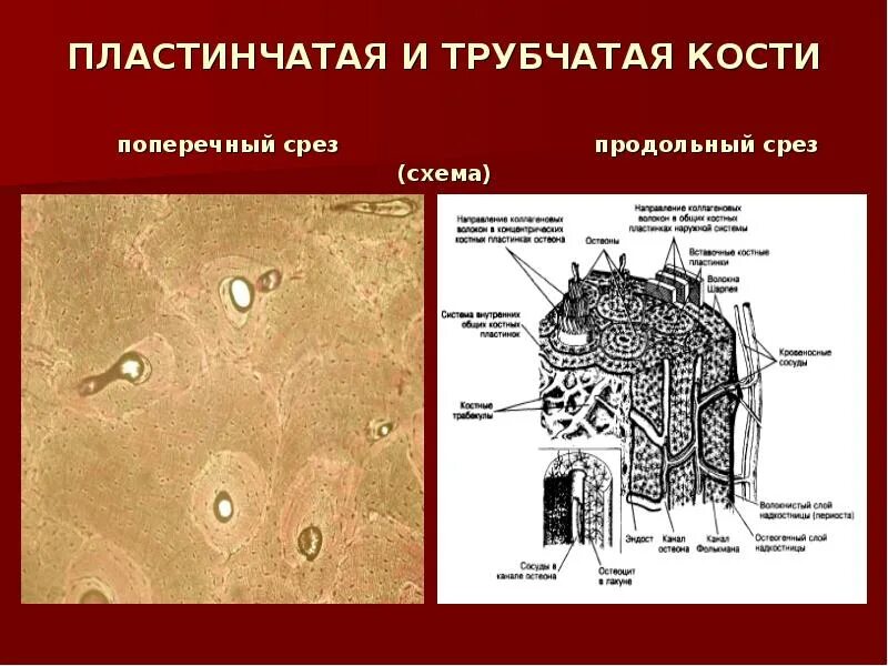 Трубчатая костная ткань. Пластинчатая костная ткань диафиза трубчатой кости поперечный. Пластинчатая костная ткань поперечный срез диафиза трубчатой кости. Поперечный и продольный срез пластинчатой костной ткани. Продольный срез трубчатой кости гистология препарат.