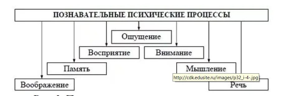 Память относится к психическим