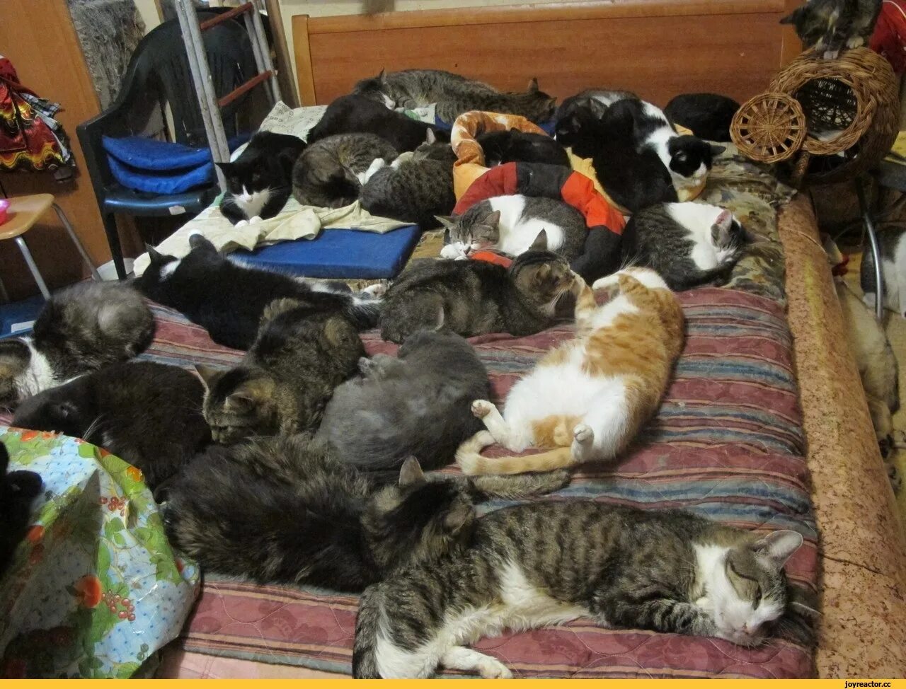 Много кошек. Коты спят много. Много кошек в квартире. Много котов.