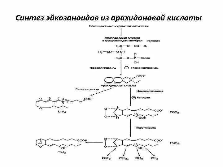 Синтез эйкозаноидов из арахидоновой кислоты. Реакция синтеза арахидоновой кислоты. Синтез арахидоновой кислоты биохимия. Синтез арахидоновой кислоты биохимия реакция.