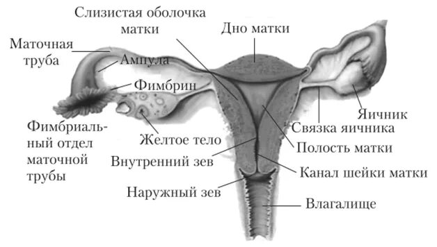 Женские половые органы трубы. Строение матки маточных труб и яичников. Схема строение женских внутренних половых органов анатомия. Строение женских пол органов внутренних. Части маточных труб, оболочки и части матки.