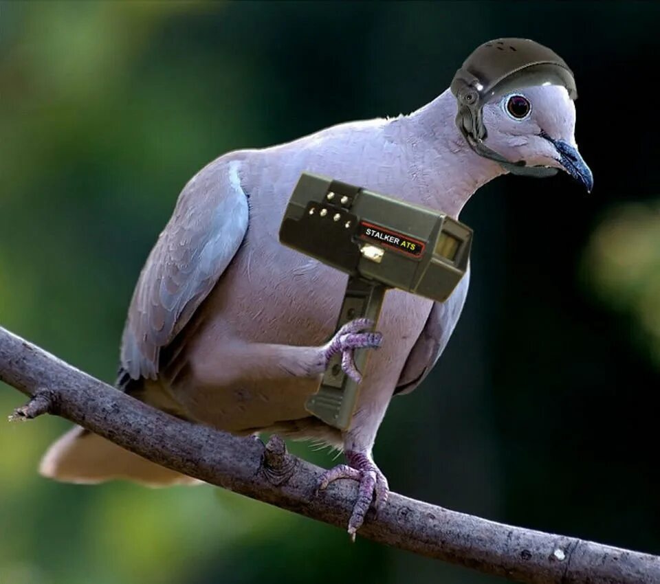 Даже у птиц забавные встречаются имена. Почтовый голубь. Смешные птицы. Смешной голубь. Птица с фотоаппаратом.