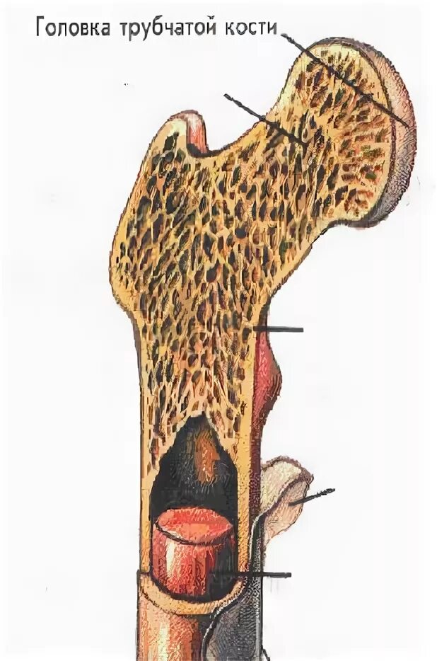 Тело длинной трубчатой кости. Строение трубчатой кости биология 8. Строение кости надкостница кость. Головка трубчатой кости. В голове трубчатых костей.