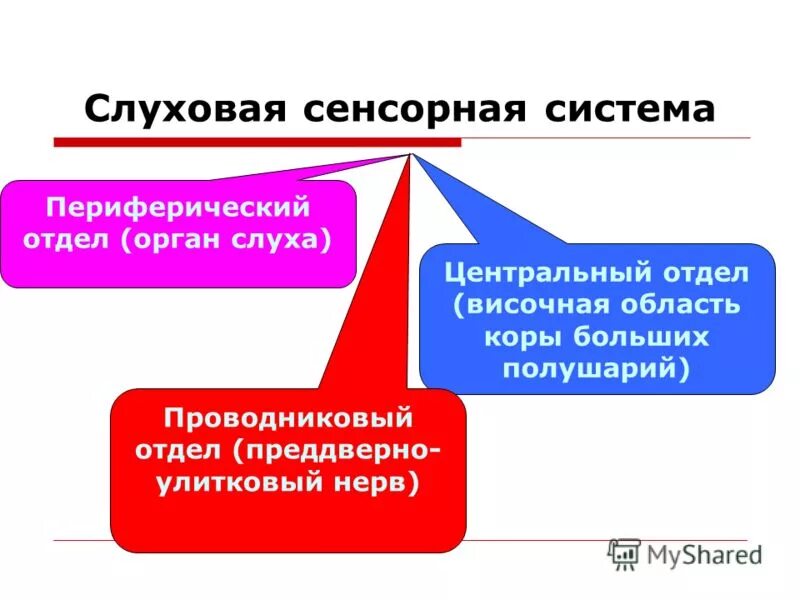 Строение и отделы. Функции слуховой сенсорной системы. Корковый отдел слуховой сенсорной системы. Периферический отдел слуховой сенсорной системы. Слуховая сенсорная система.