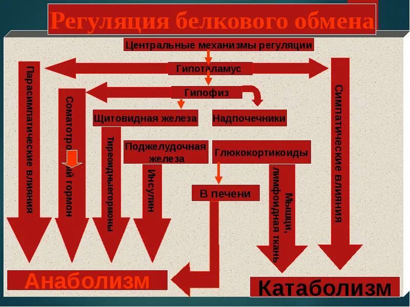 Гормон участвующий в регуляции белкового обмена. Механизмы регуляции белкового обмена. регуляция белкового обмена схема. нервная регуляция белкового обмена. регуляция обмена белков гормонами.