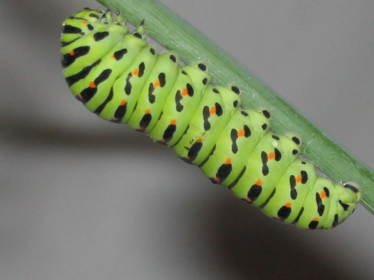 Papilio machaon гусеница. Очень маленькая гусеница. Tiger swallowtail caterpillar. Листоедка гусеница. Вирджиния грин гусеница.