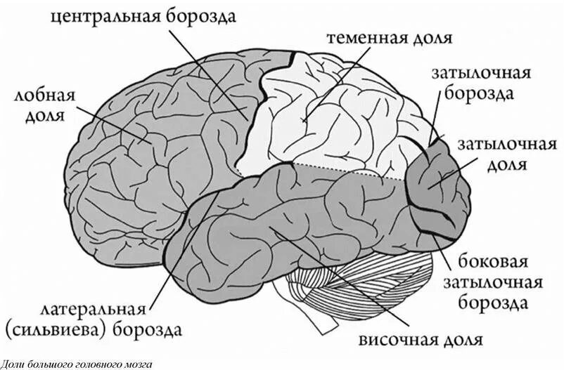 Сильвиева борозда головного мозга. Рисунок доли полушария большого мозга. Функции задней коры мозга