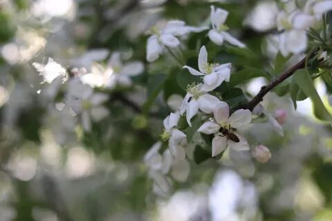 Седая яблоня