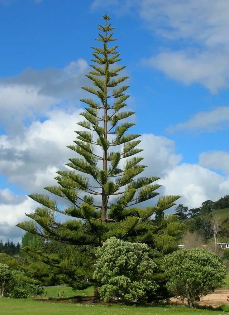 Араукария разнолистная. Араукария гетерофил. Араукария разнолистная (Araucaria heterophylla). Араукалия разновидная. Какие есть экзотические ели