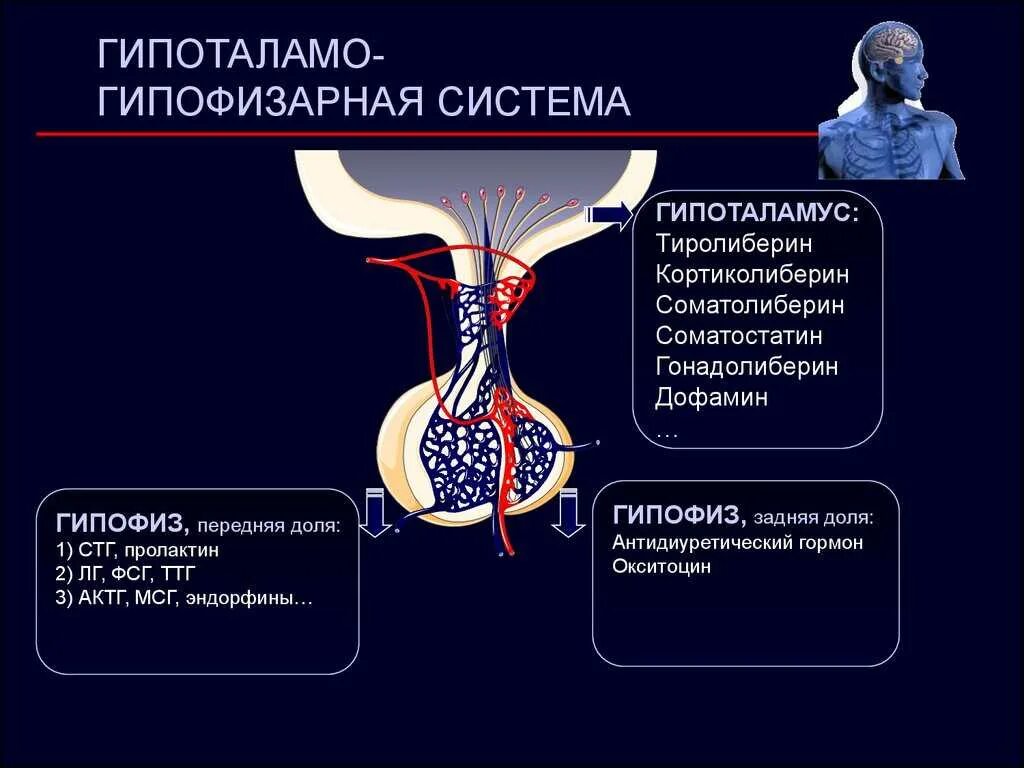 Гипоталамо-гипофизарно система. Гипоталамо-гипофизарная система гормоны гипофиза. Гипоталамо-гипофизарная система СТГ. Поражение гипоталамо-гипофизарной системы симптомы.