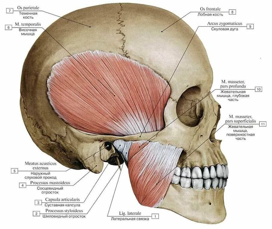 Скуловая и теменные кости. Мышцы нижней челюсти анатомия. Musculus Masseter анатомия. Жевательная мышца (m. Masseter).