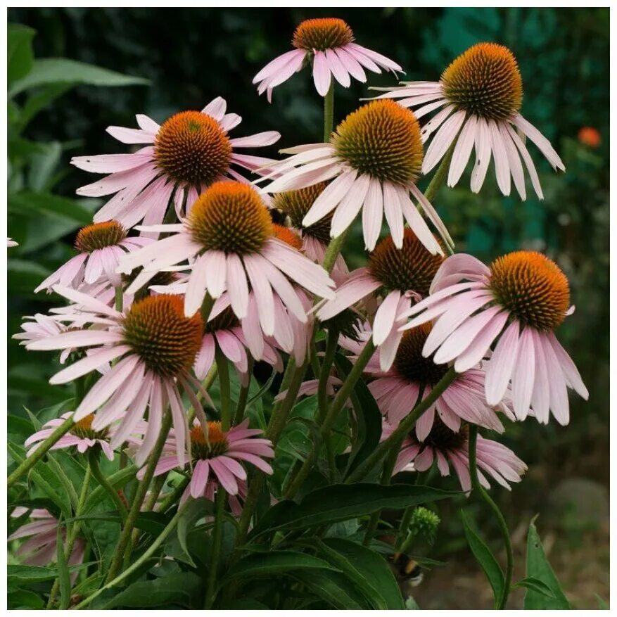 Купить Семена Эхинацея пурупурная Echinacea purpurea Primadonna Deep Rose Raw 10