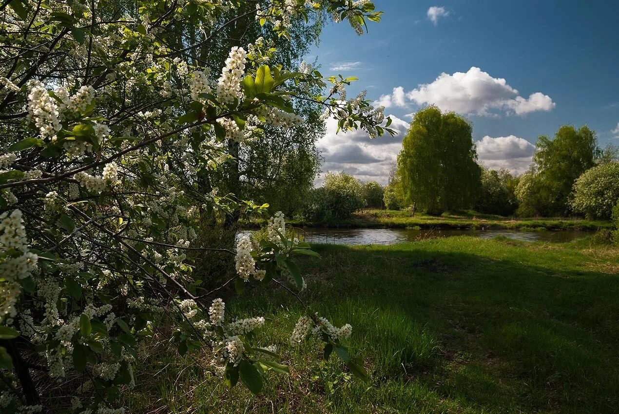 Картинка май природа. Черемуха природа Удмуртии. Цветущая черемуха дерево Россия. Черёмуха душистая. Село Константиново черемуха.