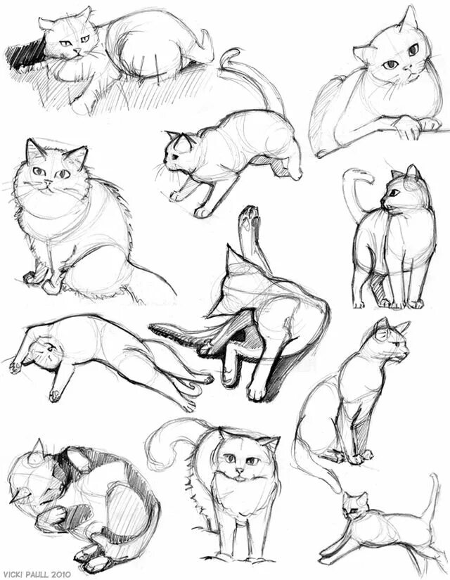 Коты в разных позах