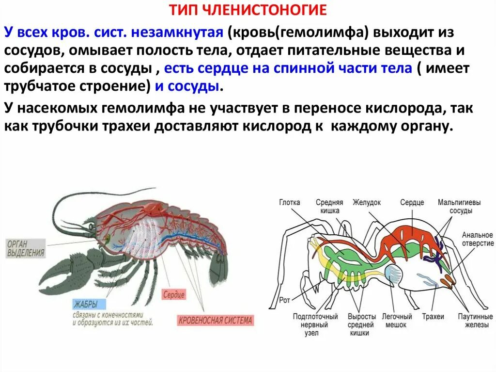 Органы кровообращения животных. Кровеносная система животных. Органы кровообращения у членистоногих. Кровеносная система паука.